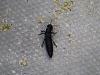 Click image for larger version. 

Name:	Black beetle with sting.jpg 
Views:	4161 
Size:	57.7 KB 
ID:	2745