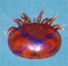 Varroa